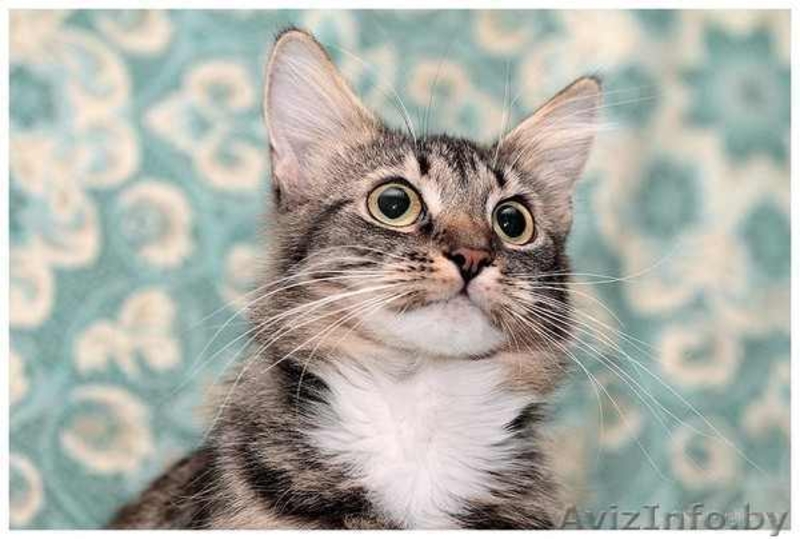 Шмель, Ника и Нюша - тигровые красотуны  - Изображение #2, Объявление #457186