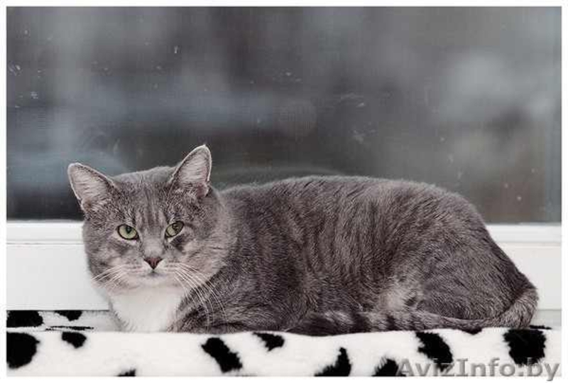 Серебристый 3х-летний котик в дар. - Изображение #2, Объявление #457188