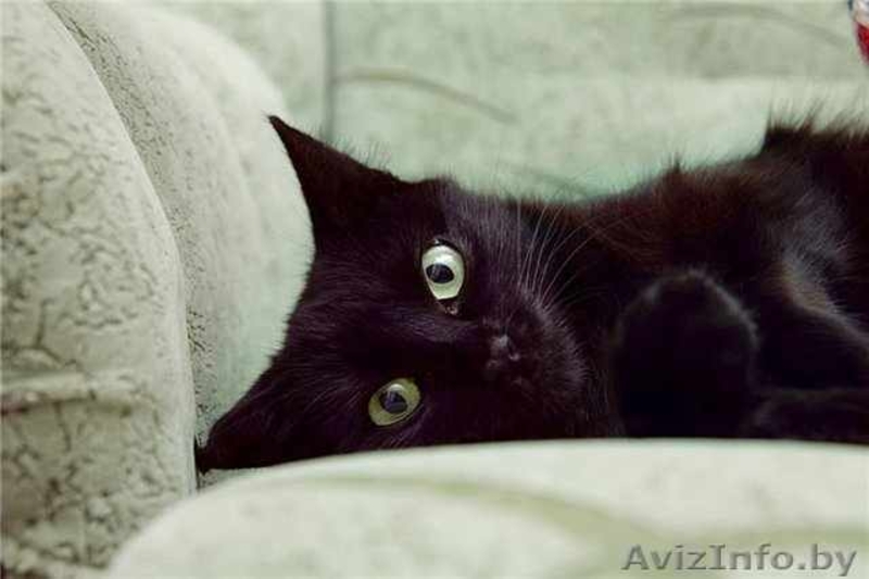 ПУНШИТА - чёрная малышка в шёлковой шубке. - Изображение #2, Объявление #460984