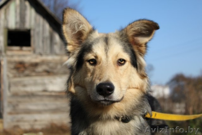 Верный друг даром    - Изображение #2, Объявление #469486