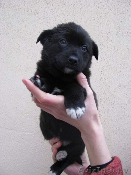 Четыри красавицы в дар - Изображение #4, Объявление #472116