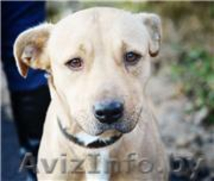 Ириска - отличная собака средних размеров отдается в дар - Изображение #3, Объявление #479161