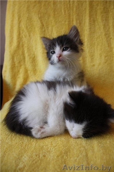 Чудесные котята в дар! - Изображение #2, Объявление #482411