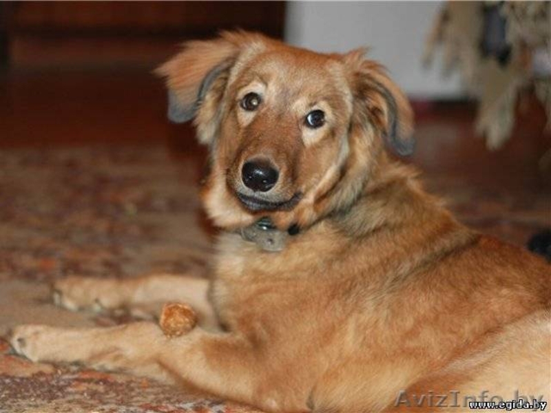 Сержи в добрые руки - Изображение #3, Объявление #470674