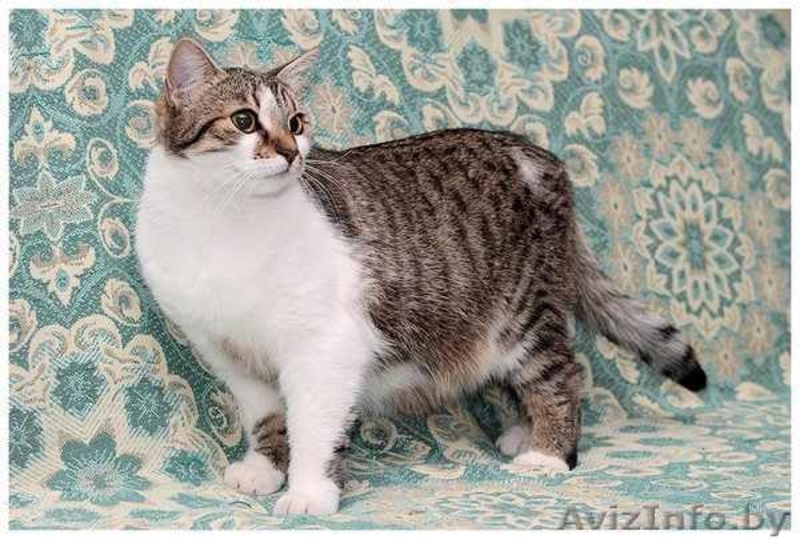 Шмель, Ника и Нюша - тигровые красотуны  - Изображение #6, Объявление #457186