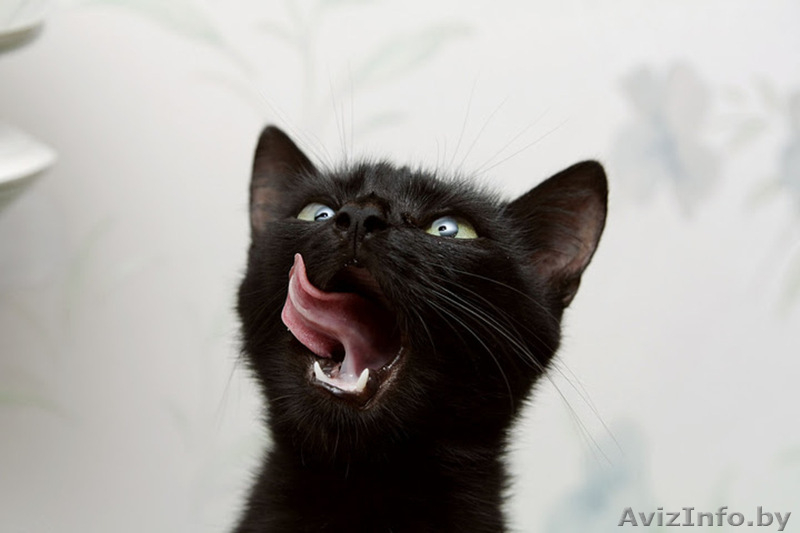 ПУНШИТА - чёрная малышка в шёлковой шубке. - Изображение #3, Объявление #460984