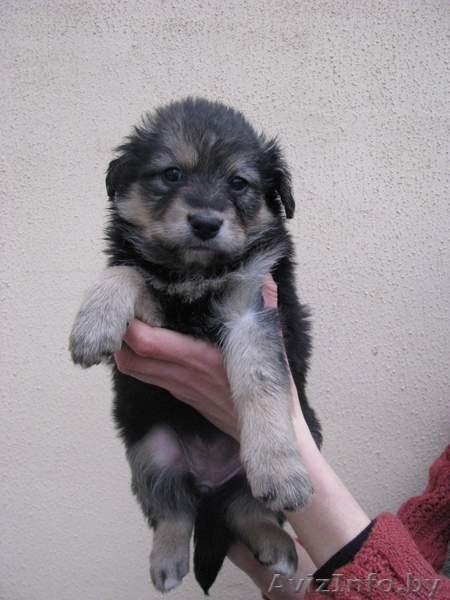 Четыри красавицы в дар - Изображение #6, Объявление #472116