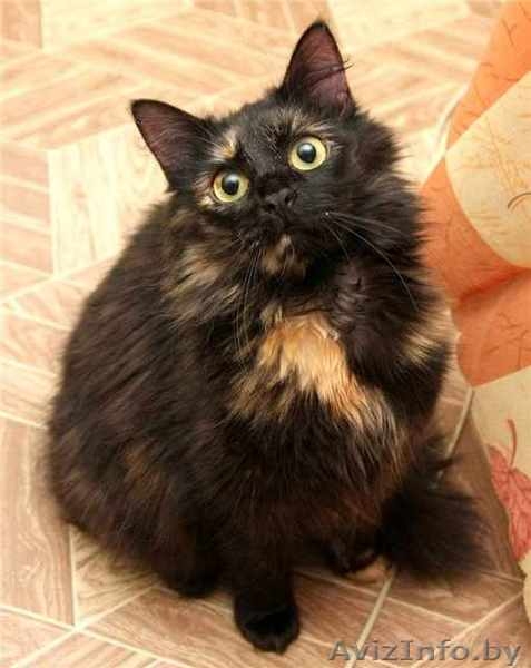 Пушистая кошечка Маркиза в дар! - Изображение #3, Объявление #460982