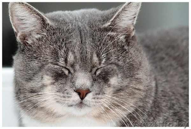 Серебристый 3х-летний котик в дар. - Изображение #4, Объявление #457188