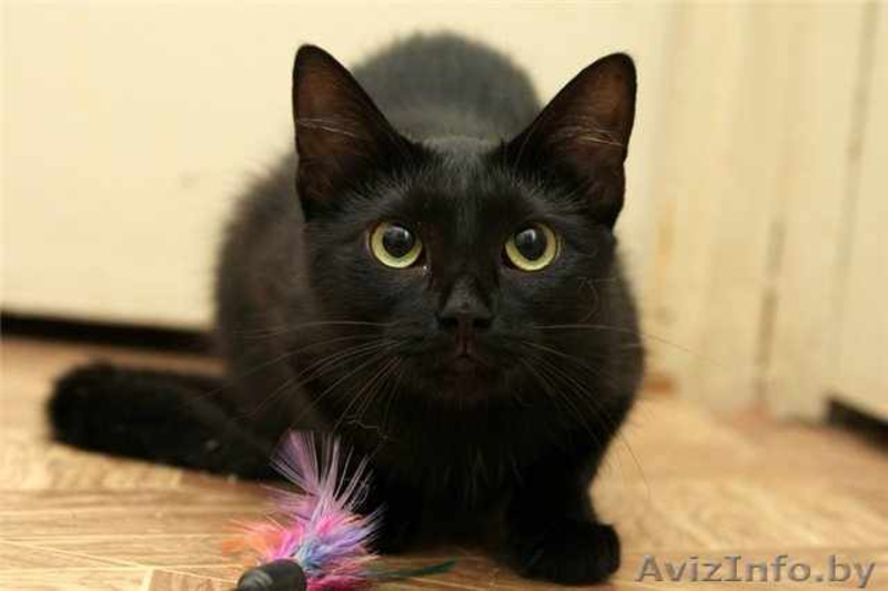 ПУНШИТА - чёрная малышка в шёлковой шубке. - Изображение #4, Объявление #460984