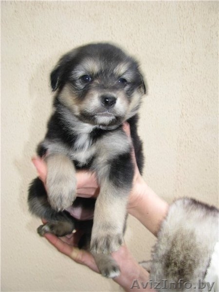 Щенки ищут хозяев - Изображение #1, Объявление #466180