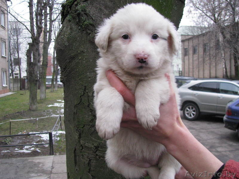 Четыри красавицы в дар - Изображение #7, Объявление #472116