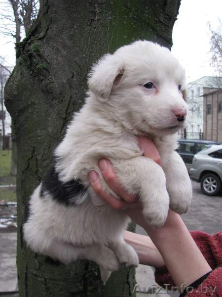 Четыри красавицы в дар - Изображение #8, Объявление #472116