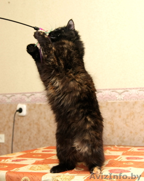 Пушистая кошечка Маркиза в дар! - Изображение #6, Объявление #460982