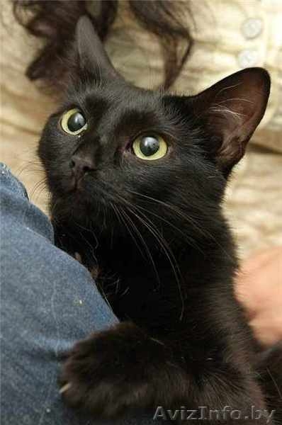 ПУНШИТА - чёрная малышка в шёлковой шубке. - Изображение #6, Объявление #460984