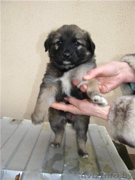 Щенки ищут хозяев - Изображение #2, Объявление #466180