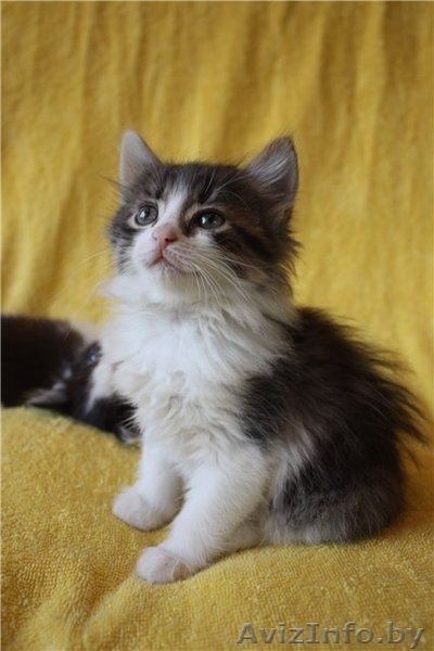 Чудесные котята в дар! - Изображение #3, Объявление #482411