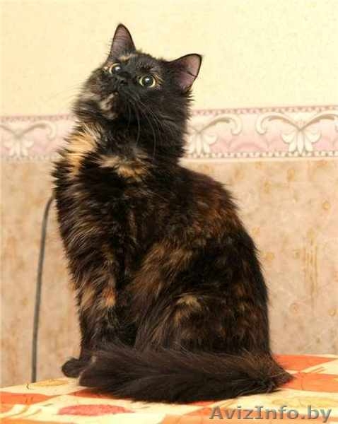 Пушистая кошечка Маркиза в дар! - Изображение #5, Объявление #460982