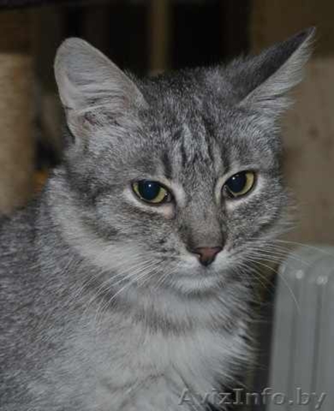 Котенок окраса «вискас» 6 мес. в дар - Изображение #5, Объявление #437898