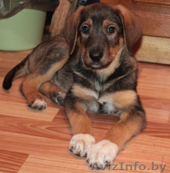 Ириска в хорошие руки! - Изображение #1, Объявление #464611