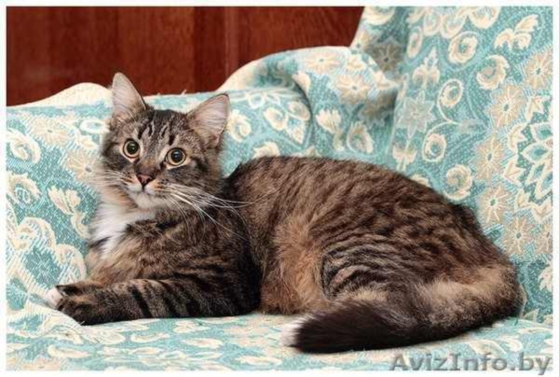 Шмель, Ника и Нюша - тигровые красотуны  - Изображение #5, Объявление #457186