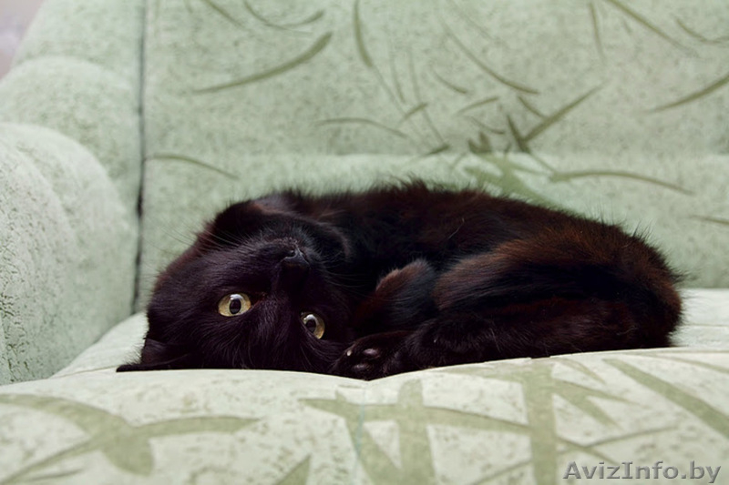 ПУНШИТА - чёрная малышка в шёлковой шубке. - Изображение #5, Объявление #460984