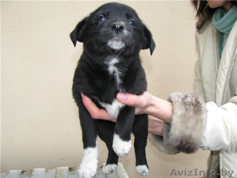 Щенки ищут хозяев - Изображение #3, Объявление #466180