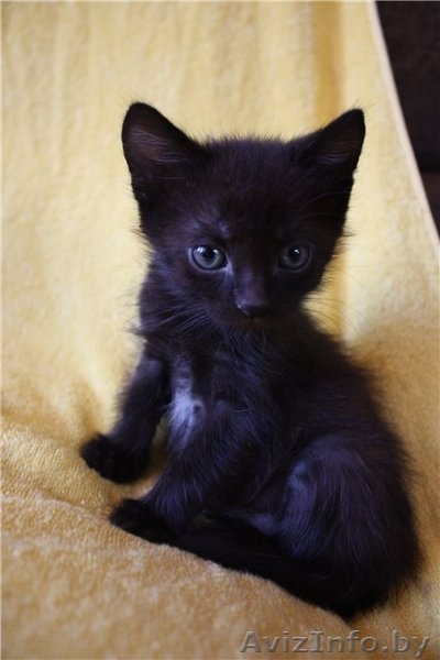 Чудесные котята в дар! - Изображение #4, Объявление #482411