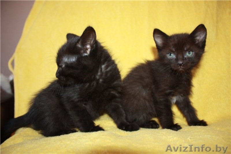 Чудесные котята в дар! - Изображение #1, Объявление #482411
