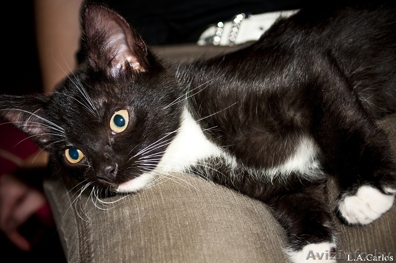 Милые котята в дар - Изображение #1, Объявление #477131