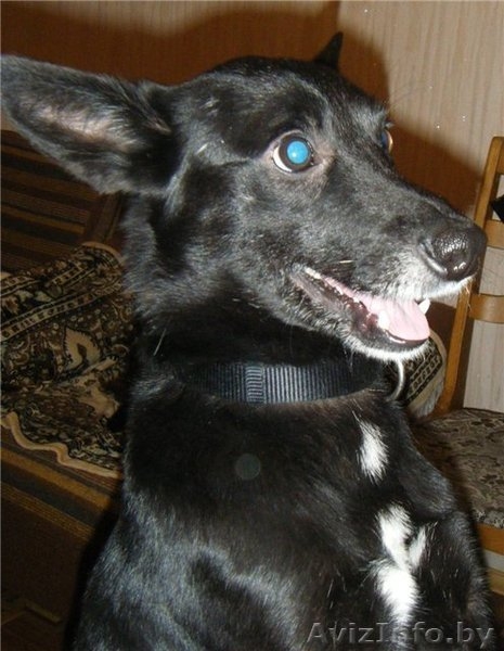 Замечательный звереныш - Изображение #2, Объявление #467433