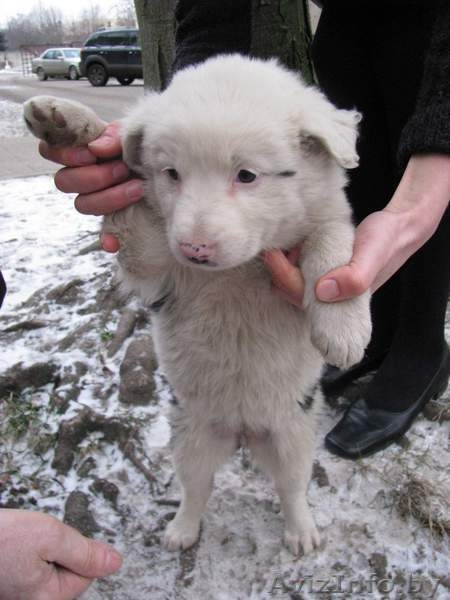 Две красавицы в дар - Изображение #3, Объявление #478414