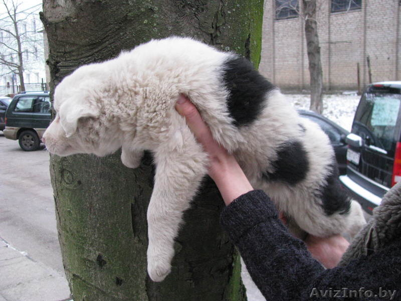 Две красавицы в дар - Изображение #4, Объявление #478414