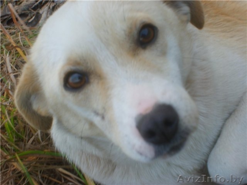  Белочка в надежные руки! - Изображение #2, Объявление #466620