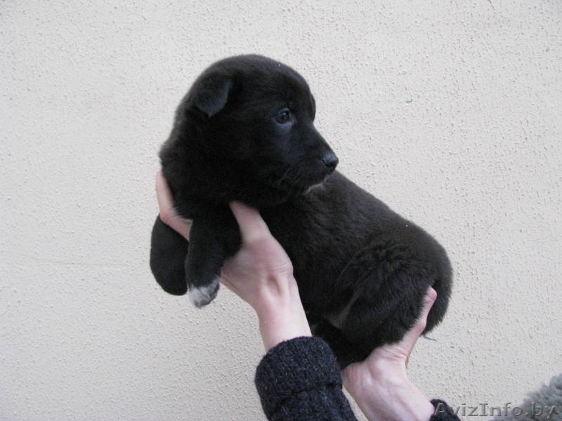 Две красавицы в дар - Изображение #2, Объявление #478414