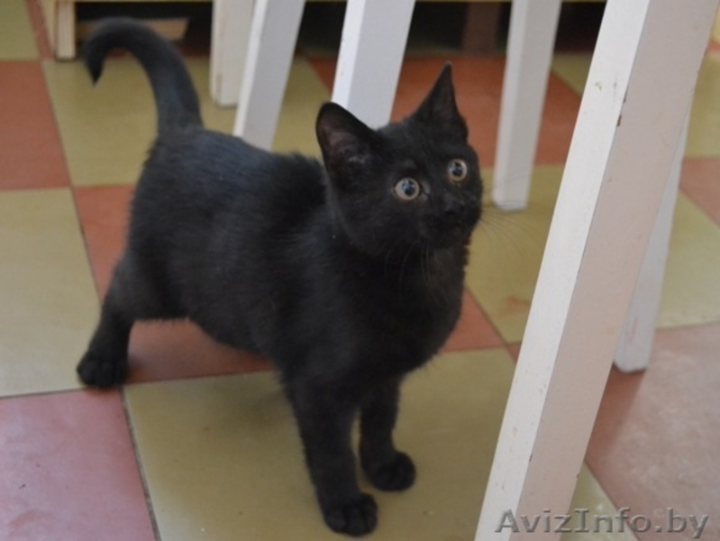 Чёрненький котёнок  ищет доброго хозяина - Изображение #2, Объявление #470983