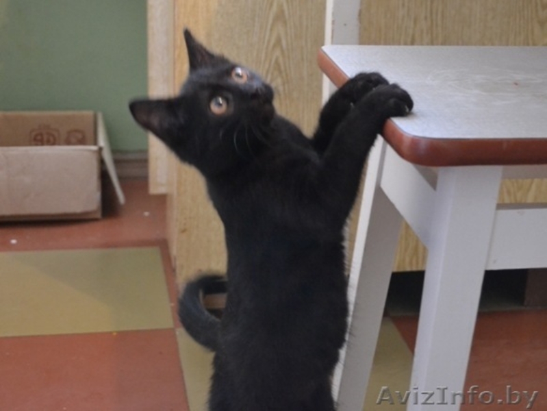 Чёрненький котёнок  ищет доброго хозяина - Изображение #1, Объявление #470983