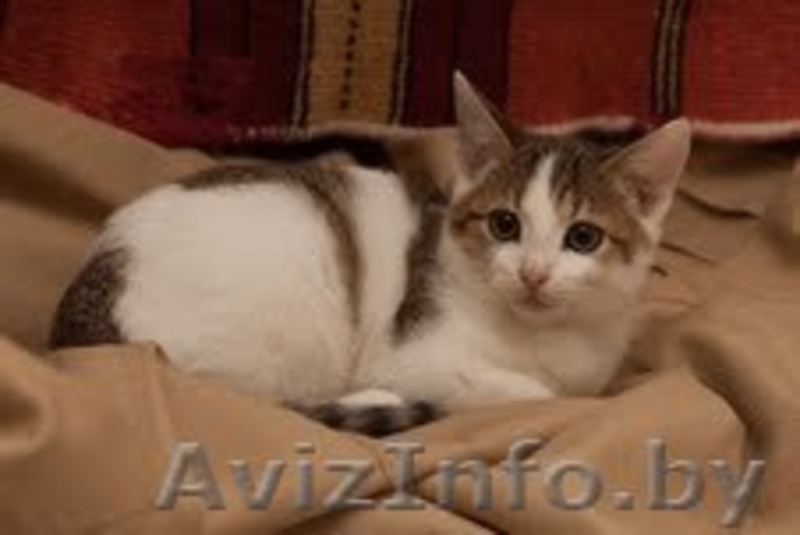 Разные красивые котятки в дар! - Изображение #7, Объявление #432308