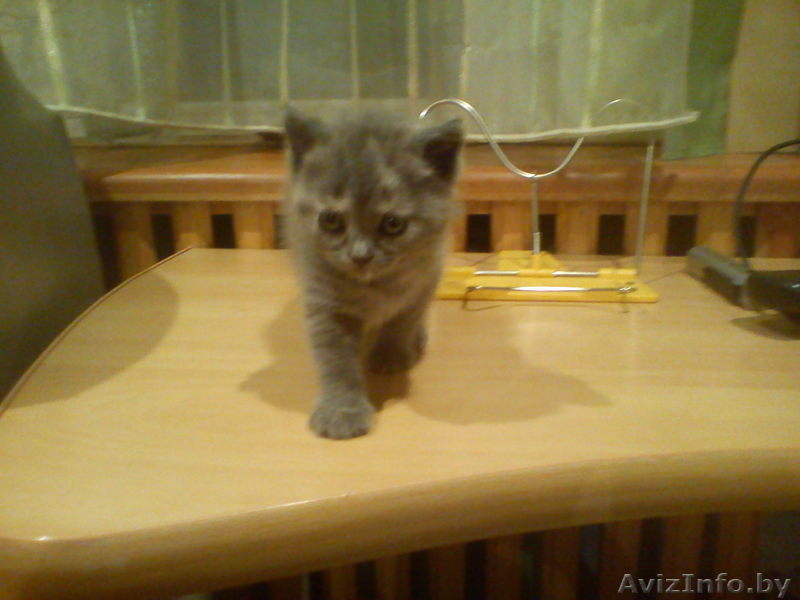 британская прелесть - Изображение #1, Объявление #458528