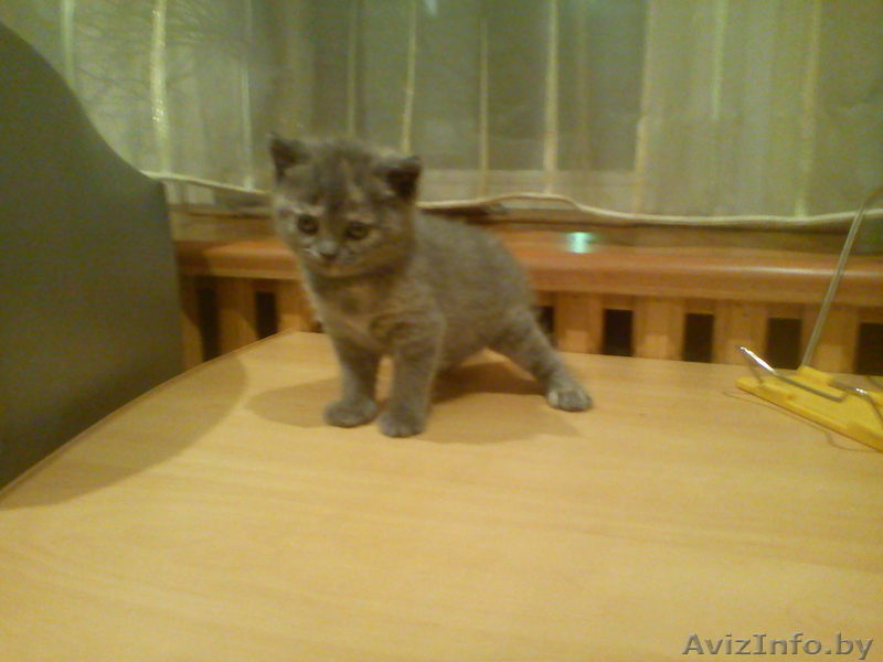 британская прелесть - Изображение #2, Объявление #458528