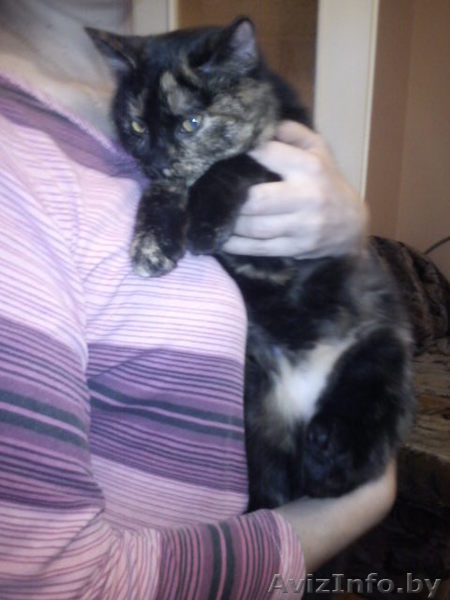 Кошечка Марта в дар - Изображение #1, Объявление #471779