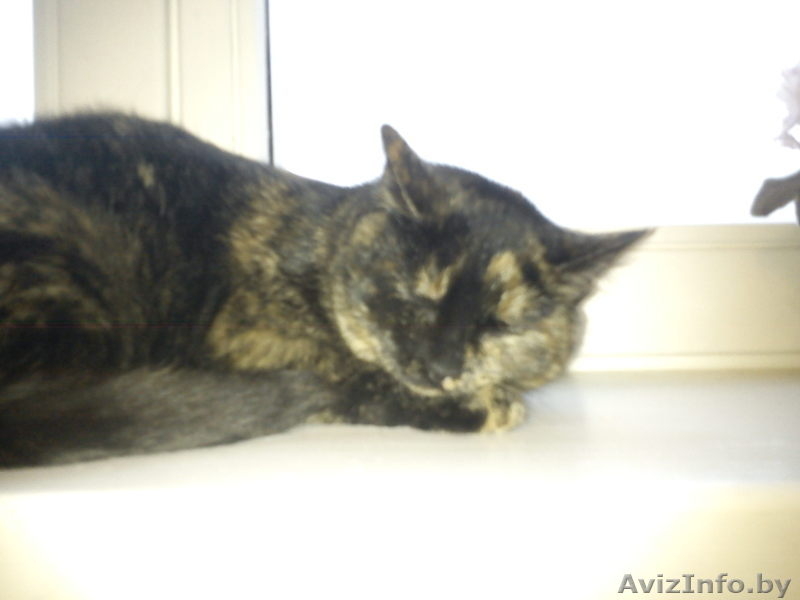 Кошечка Марта в дар - Изображение #4, Объявление #471779