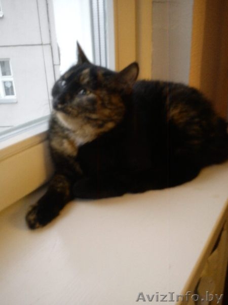 Кошечка Марта в дар - Изображение #2, Объявление #471779