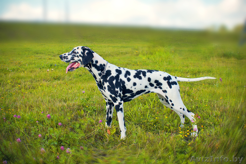 Щенки далматина ищут ответственных и любящих хозяе - Изображение #2, Объявление #474082
