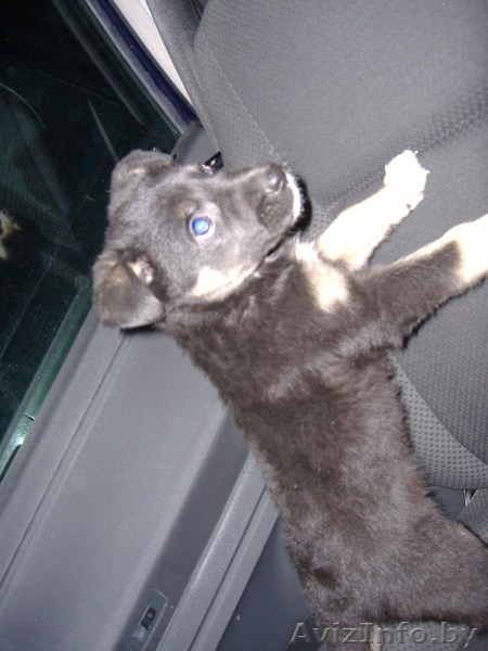 Симпатичный щенок 2 месяца, девочка,в дар! - Изображение #3, Объявление #456371