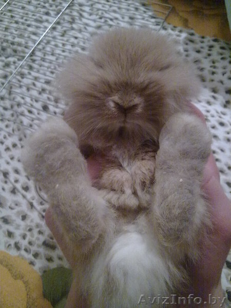 продам кролика+клетка - Изображение #1, Объявление #469341