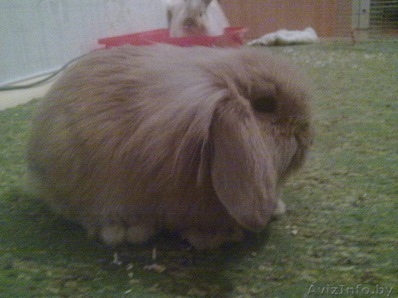 продам кролика+клетка - Изображение #2, Объявление #469341