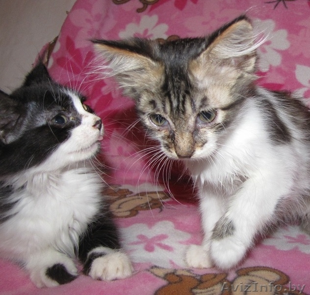 Дзве пухнатыя коткі-сястрычкі шукаюць новы дом - Изображение #1, Объявление #465198