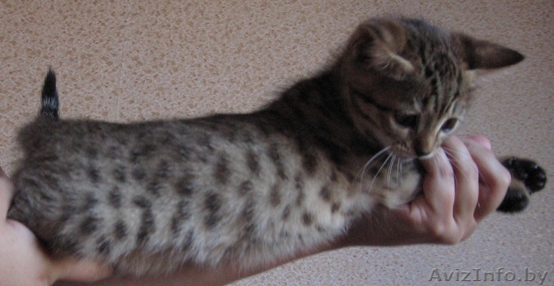 кошечки от  мраморного бенгала - Изображение #1, Объявление #461265