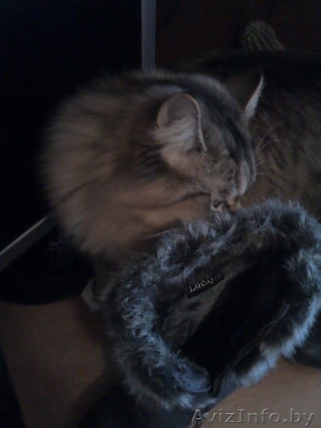 Женские сапожки 36 размер - Изображение #6, Объявление #471082